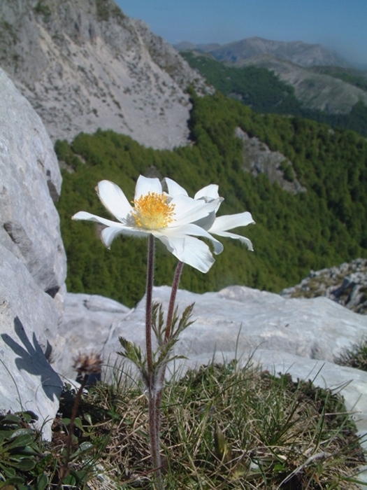 Pulsatilla alpina / Anemone alpino